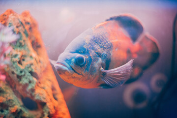 Colorful fish swimming in aquarium