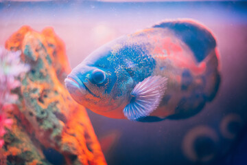 Colorful fish swimming in aquarium