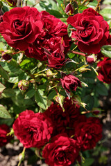 bush of red little roses bloom in the garden