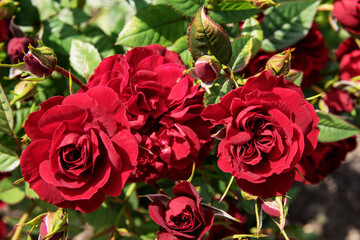 bush of red little roses bloom in the garden