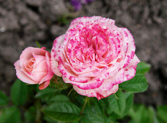 Shrub of pink roses blooms in the garden