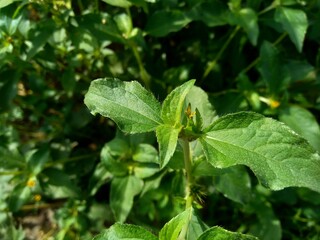 Node weed (also known Synedrella nodiflora, synderella weed) with a natural background.