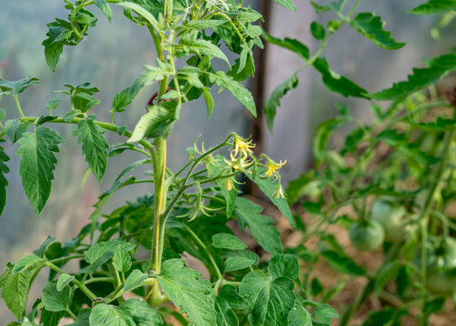 tomato seedlings and flowers in a greenhouse, blurred background, summer garden