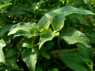 Node weed (also known Synedrella nodiflora, synderella weed) with a natural background.