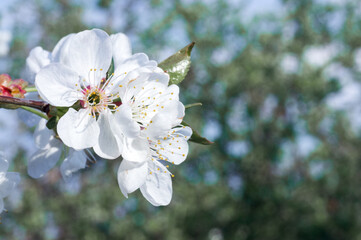 Obraz premium Branches of blossoming apricot macro with soft focus on gentle light blue sky background. For easter and spring greeting cards with beautiful floral spring abstract background of nature
