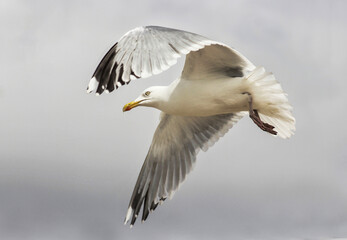 seagull in flight