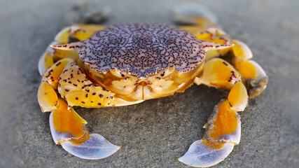 yellow crab on the sand at the beach, a strong shell for protection and a big claw for defense, this crustacean is a good fighter. macro photo of the sea life on a Thai island near Phuket