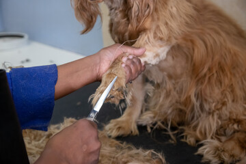 worker busy grooming a cocker spaniel dog cutting hair on paw