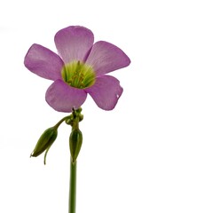 wild single purple flower closeup with white background