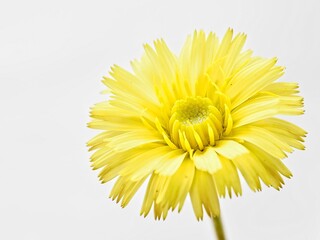 wild single yellow flower closeup with white background