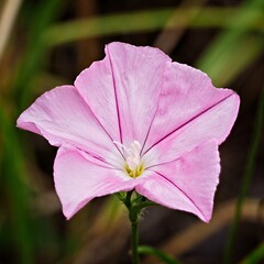 wild single pink flower closeup