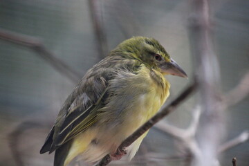 great tit on branch