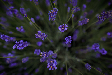Purple lavender flowers at summer with burred background. Photographed from above.