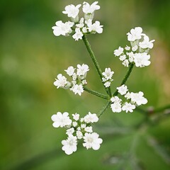 wild single white flower closeup