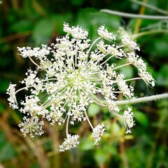 wild single white flower closeup