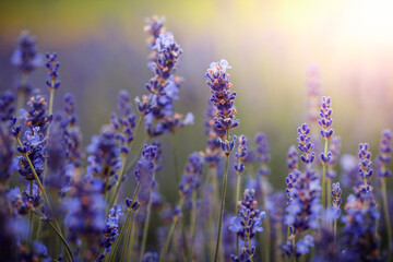 Obraz premium Purple lavender flowers field at summer with burred background. Close-up macro image.