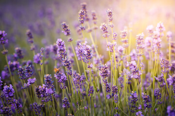 Fototapeta premium Purple lavender flowers field at summer with burred background. Close-up macro image.