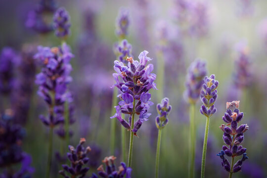 Purple lavender flowers field at summer with burred background. Close-up macro image.