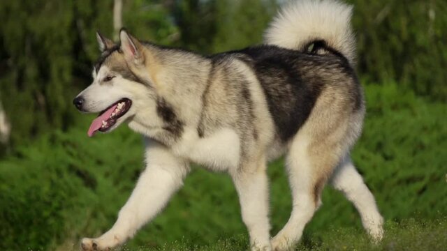dog runs, slow motion