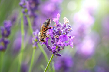 Working day in the nature. Diligent bee harvest the pollen from purple lavender flower for making honey at summer. Close-up macro image wit blurred background.
