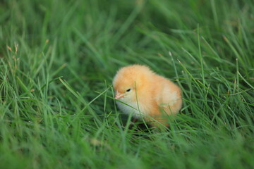 Chickens in the Green Lawn