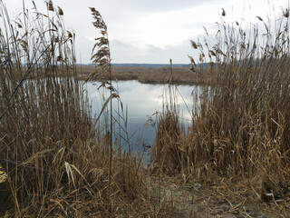 Reeds on the lake in autumn.