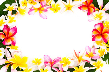 プルメリアのフレーム