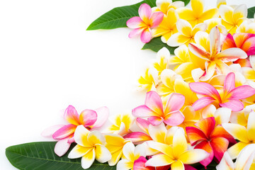 プルメリアのフレーム