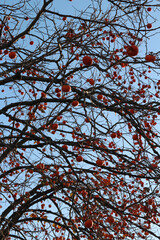Ripe orange Korean persimmons on the tree againt the blue sky in autumn, South Korea