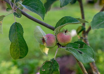 photo with green apples in a tree branch in a summer garden