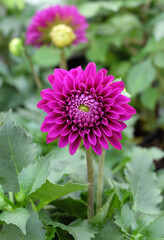 Magenta dahlia among greenery on a flowerbed in summer, macro photography, selective focus, horizontal composition.