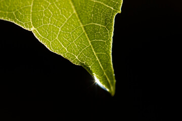 water drop on green leaf