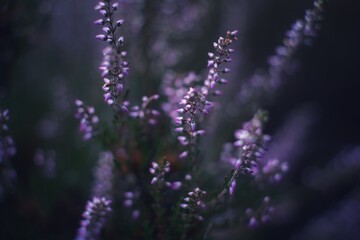 Obraz na płótnie Canvas Close-up Of Purple Flowering Plant