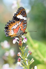 Fototapeta na wymiar 南国の蝶