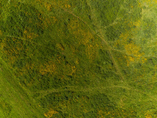 Aerial drone top down view on a green field with yellow summer flowers.