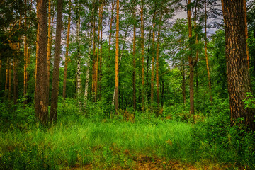 Obraz premium Coniferous forest in summer day