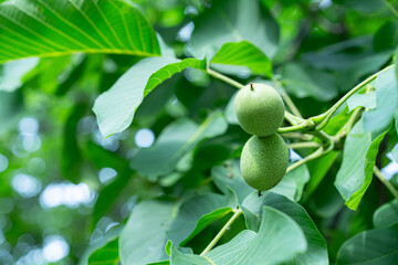 Green nut growing on a tree