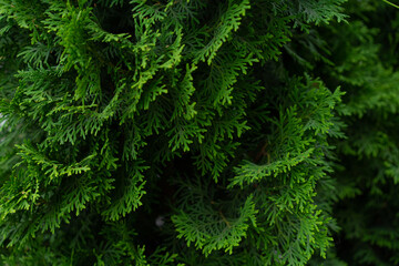 Branches of a growing thuja