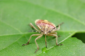 stink bug insects in natural state