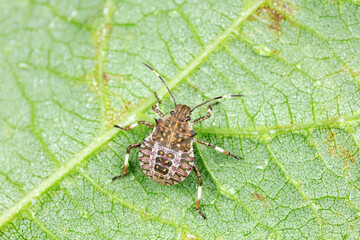 stink bug insects in natural state