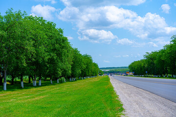 Trees growing along the highway