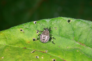 stink bug insects in natural state