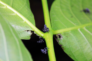 Young nymphs of lycorma delicatula, North China