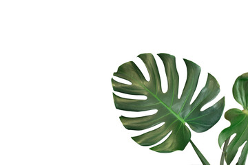 Monstera green leaf isolated on white background.