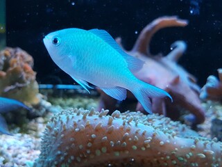 Obraz premium The Blue-green chromis on the aquarium