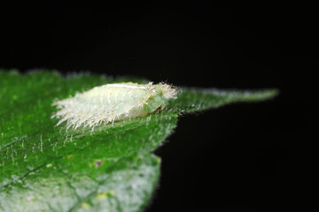 caterpillars in natural state