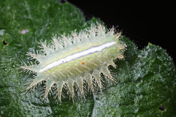 caterpillars in natural state