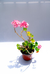 Indoor plant on a white background