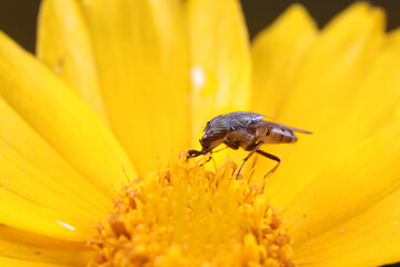 Flies and insects on yellow flowers