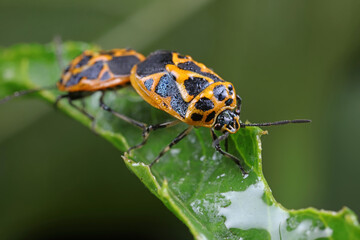 stink bugs are mating